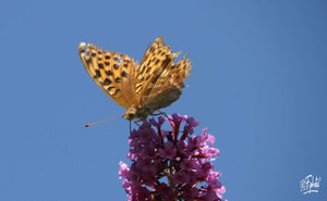 Animaux divers - vagabondphotos.ch