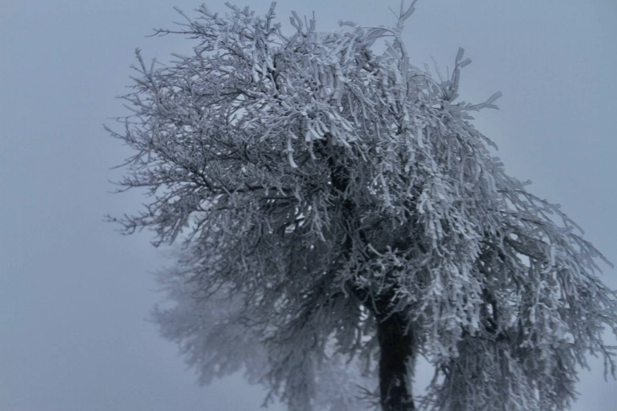 Arbres sous le givre - vagabondphotos.ch