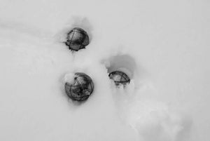 Boules de pétanque en noir & blanc - vagabondphotos.ch