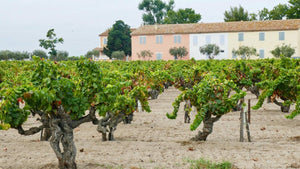 Camargue, France - vagabondphotos.ch