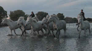 chevaux 16:9 - vagabondphotos.ch