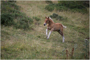 Chevaux ardéchois - vagabondphotos.ch