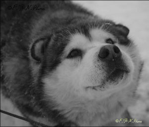 Chiens de traîneau - vagabondphotos.ch