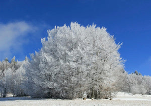 Neige, arbres, forêts & maisons - vagabondphotos.ch