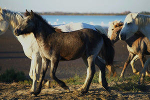 Poulin de Camargue - vagabondphotos.ch