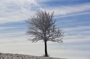 01 Arbre solitaire - vagabondphotos.ch