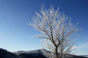 03 Arbres dans le froid - vagabondphotos.ch