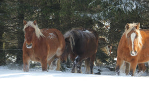 03 Chevaux de France - vagabondphotos.ch