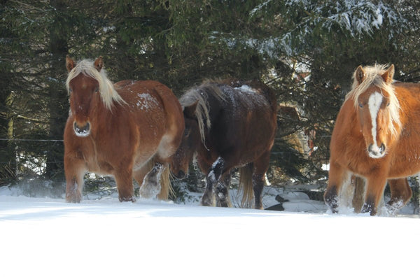 03 Chevaux de France - vagabondphotos.ch