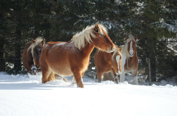 04 Chevaux de France - vagabondphotos.ch