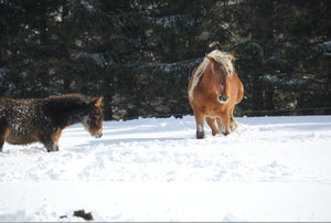 05 Chevaux de France - vagabondphotos.ch