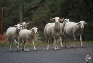 06 Moutons sur la route - vagabondphotos.ch