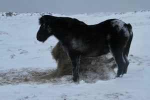 10. Chevaux Islandais - vagabondphotos.ch