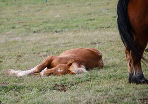 10. sieste - vagabondphotos.ch