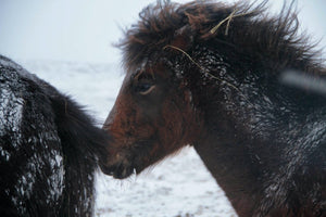 12. Cheuveaux Islandais - vagabondphotos.ch