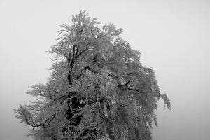 13. Arbre - vagabondphotos.ch