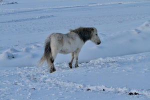 13. chevaux islandais - vagabondphotos.ch