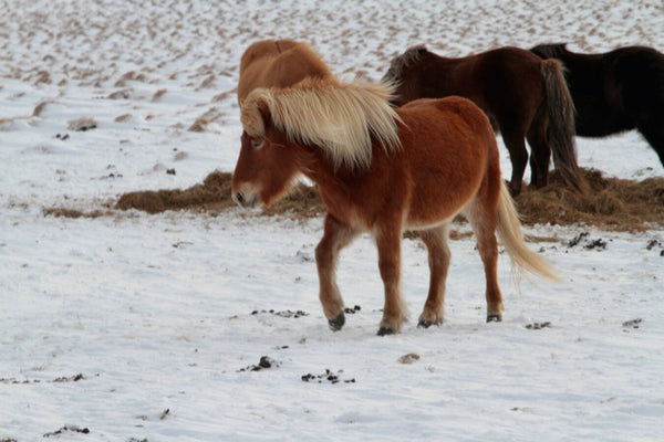 13. chevaux islandais - vagabondphotos.ch