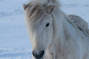 13. chevaux islandais - vagabondphotos.ch