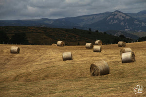 16..Bottes de foins - vagabondphotos.ch