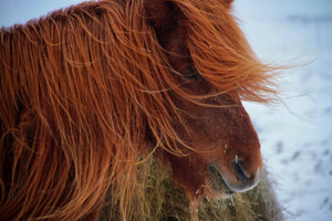 18. Cheuveaux Islandais - vagabondphotos.ch