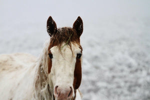 2. Cheval de face - vagabondphotos.ch