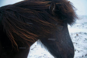 21. Cheuveaux Islandais - vagabondphotos.ch