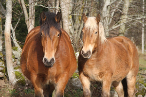 22. Chevaux - vagabondphotos.ch