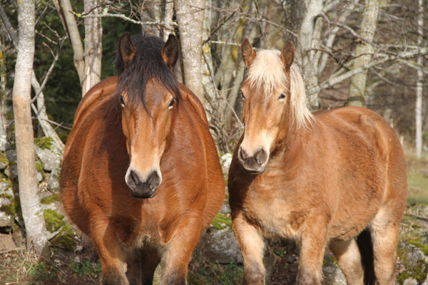 22. Chevaux - vagabondphotos.ch