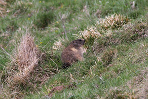 22. marmotte - vagabondphotos.ch