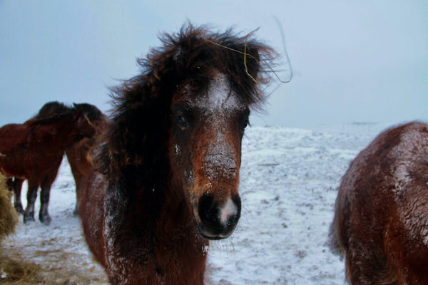 22.Cheuveaux Islandais - vagabondphotos.ch