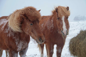 25. Cheveaux Islandais - vagabondphotos.ch