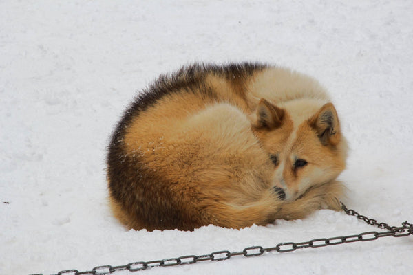 26. Chien de traîneau - vagabondphotos.ch