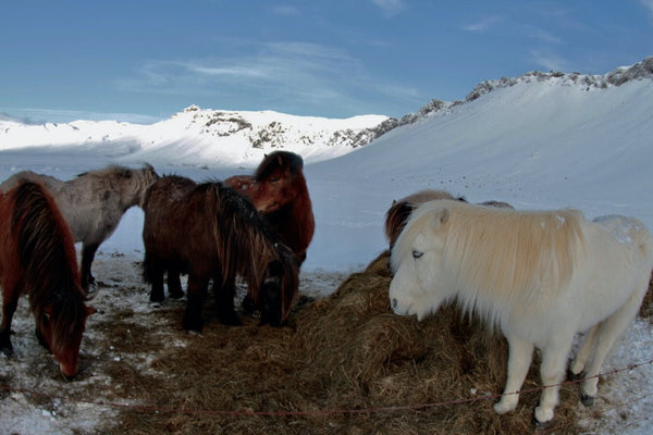 27. Cheveaux Islandais - vagabondphotos.ch