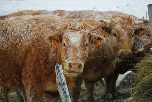 27. vache dans le froid - vagabondphotos.ch