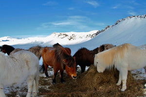 29. Cheveaux Islandais - vagabondphotos.ch