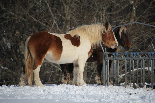 3. Cheval bi couleur - vagabondphotos.ch