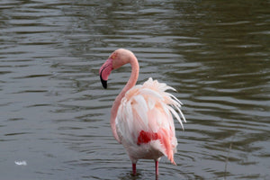 3. Flamand rose - vagabondphotos.ch