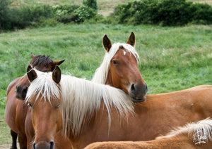 32. chevaux - vagabondphotos.ch