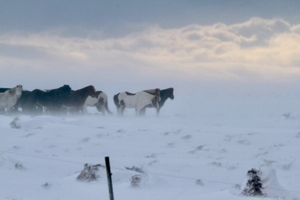 4. Cheveaux Islandais - vagabondphotos.ch