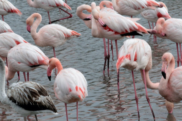 4. Flamands roses - vagabondphotos.ch