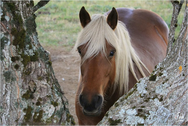 6. Cheval - vagabondphotos.ch