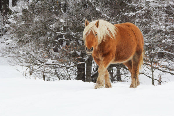 7. Cheval solitaire - vagabondphotos.ch