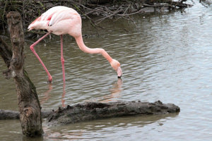 7. Flamand rose - vagabondphotos.ch