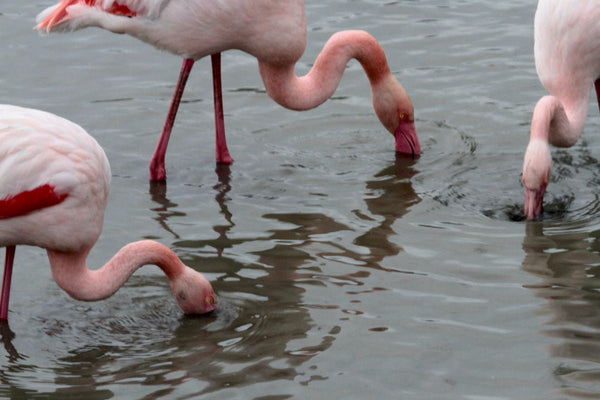 8. Flamands roses - vagabondphotos.ch