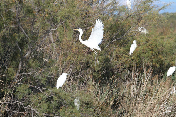 9. Aigrettes blanches - vagabondphotos.ch