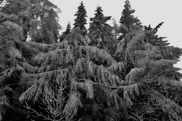 9. Arbres avec le givres, photos prise en Haute Loire, Ardèche. France. - vagabondphotos.ch