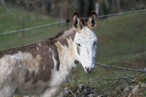 ane - vagabondphotos.ch