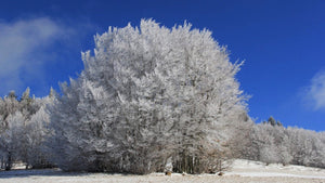 arbre - vagabondphotos.ch