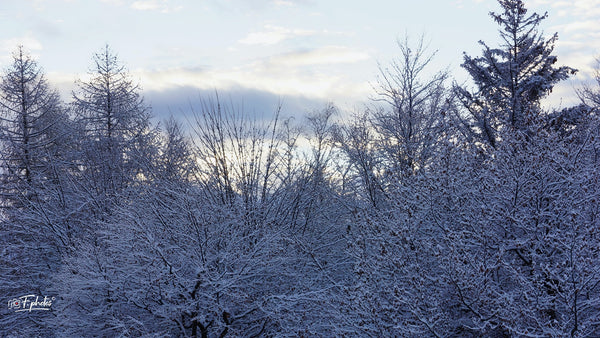 arbre blanc - vagabondphotos.ch